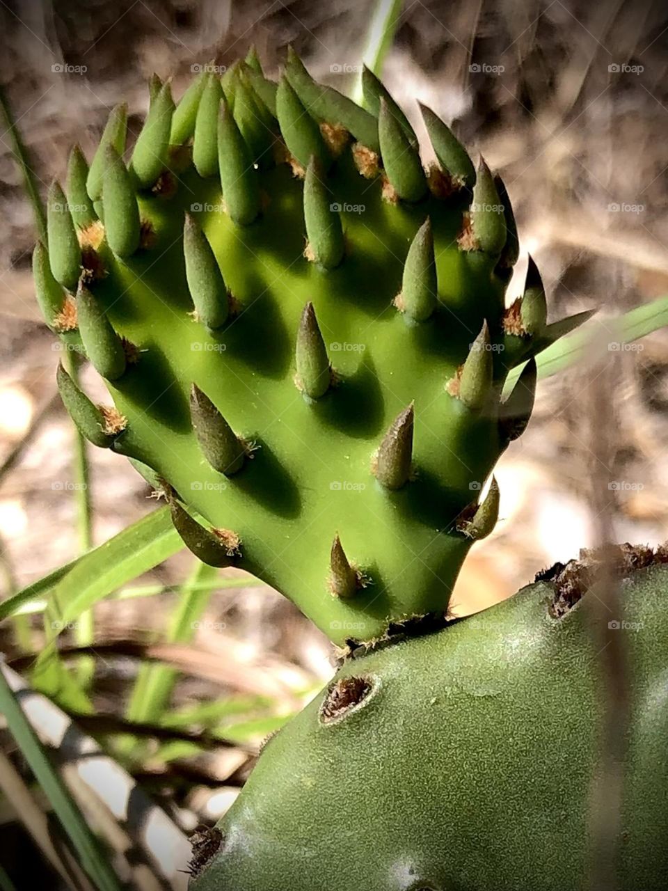 Beautiful cactus growing out of a cactus here on the ranch in Texas. Love it’s prickly details 🌵