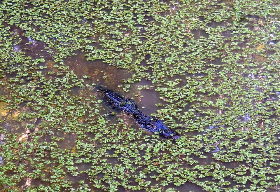 Alligator in Texas swamp. Alligator in swamp 