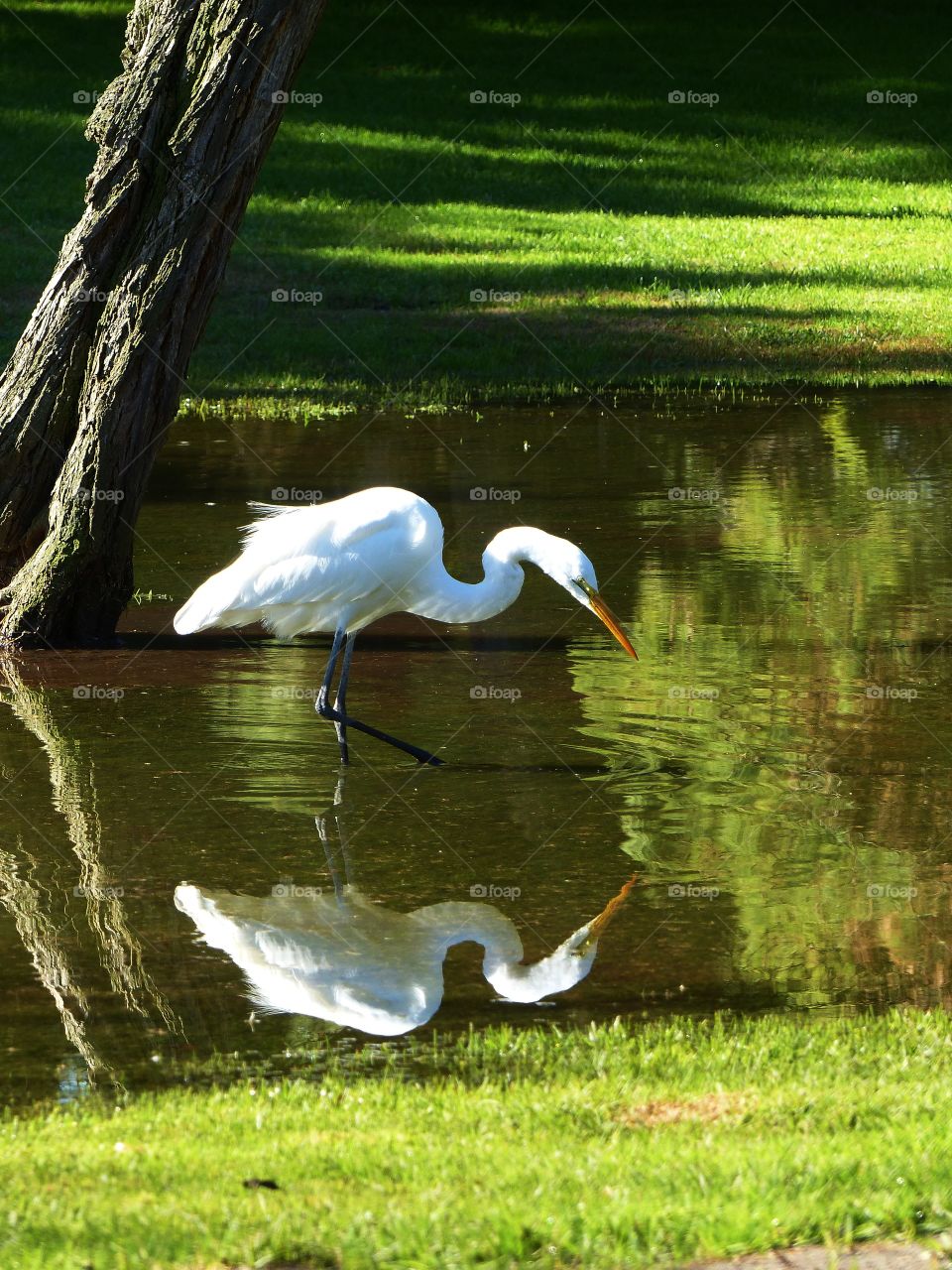 Side view of egret reflecting on lake