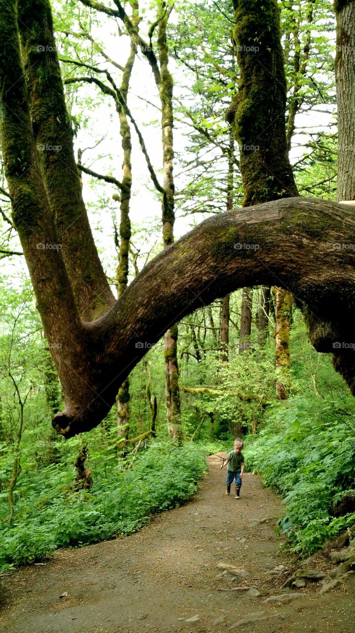 little boy hiking down trail with unique tree