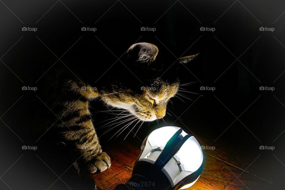 cat investigating a LED light bulb.
