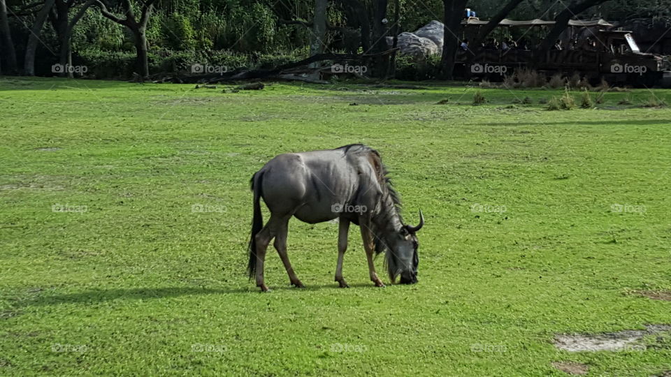 A wildebeest grazes alone in the grassland at Animal Kingdom at the Walt Disney World Resort in Orlando, Florida.