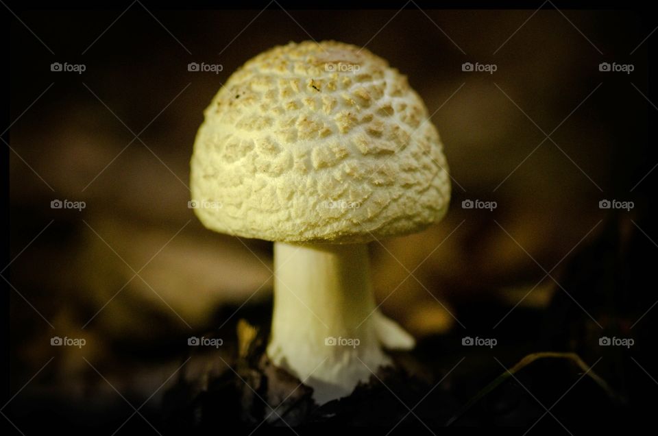 Mushroom growing in forest during autumn