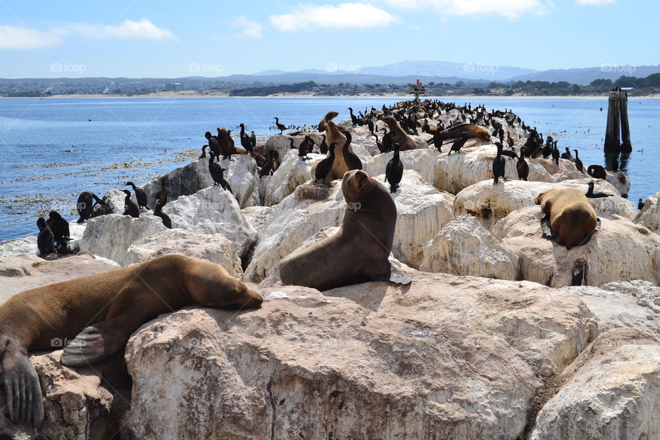 Wild life near San Francisco 