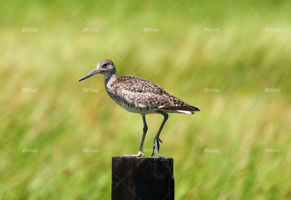 Bird standing on a fence post