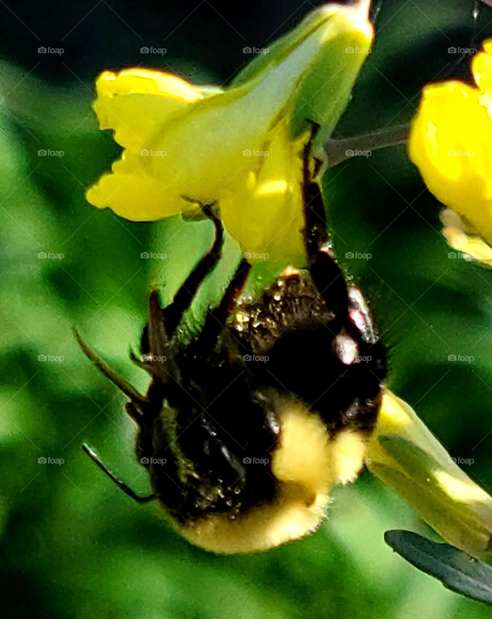 Bumble Bee
