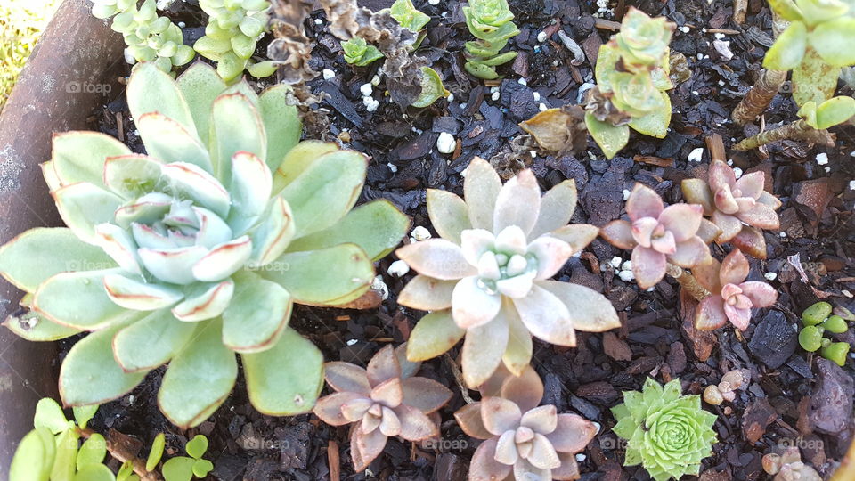 These succulents are freshened by the morning dew.