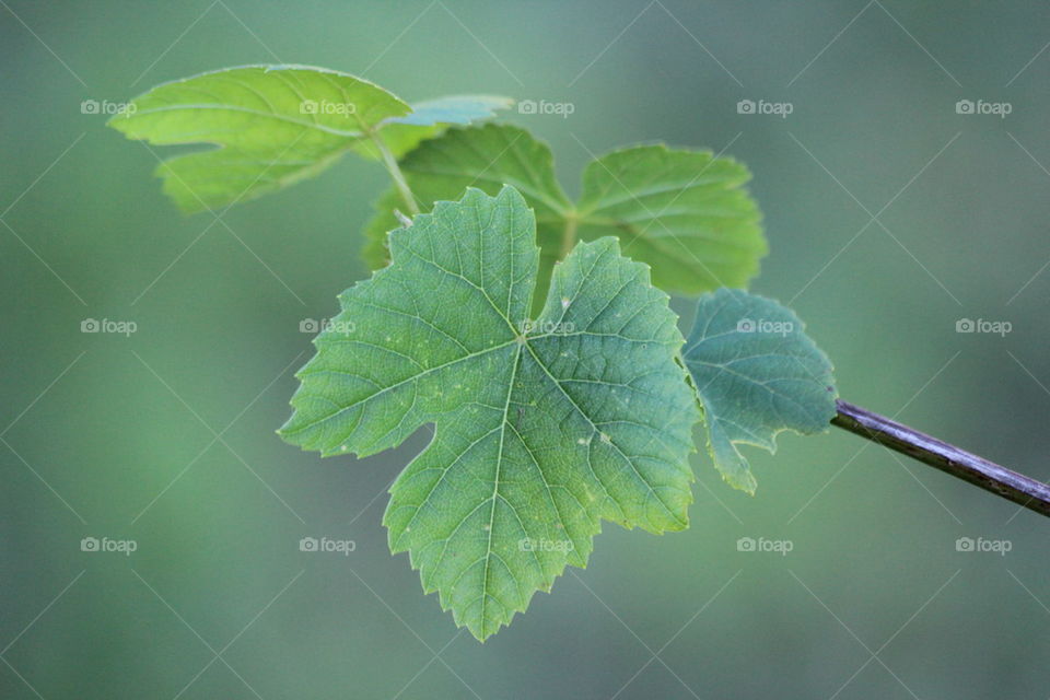 leaf