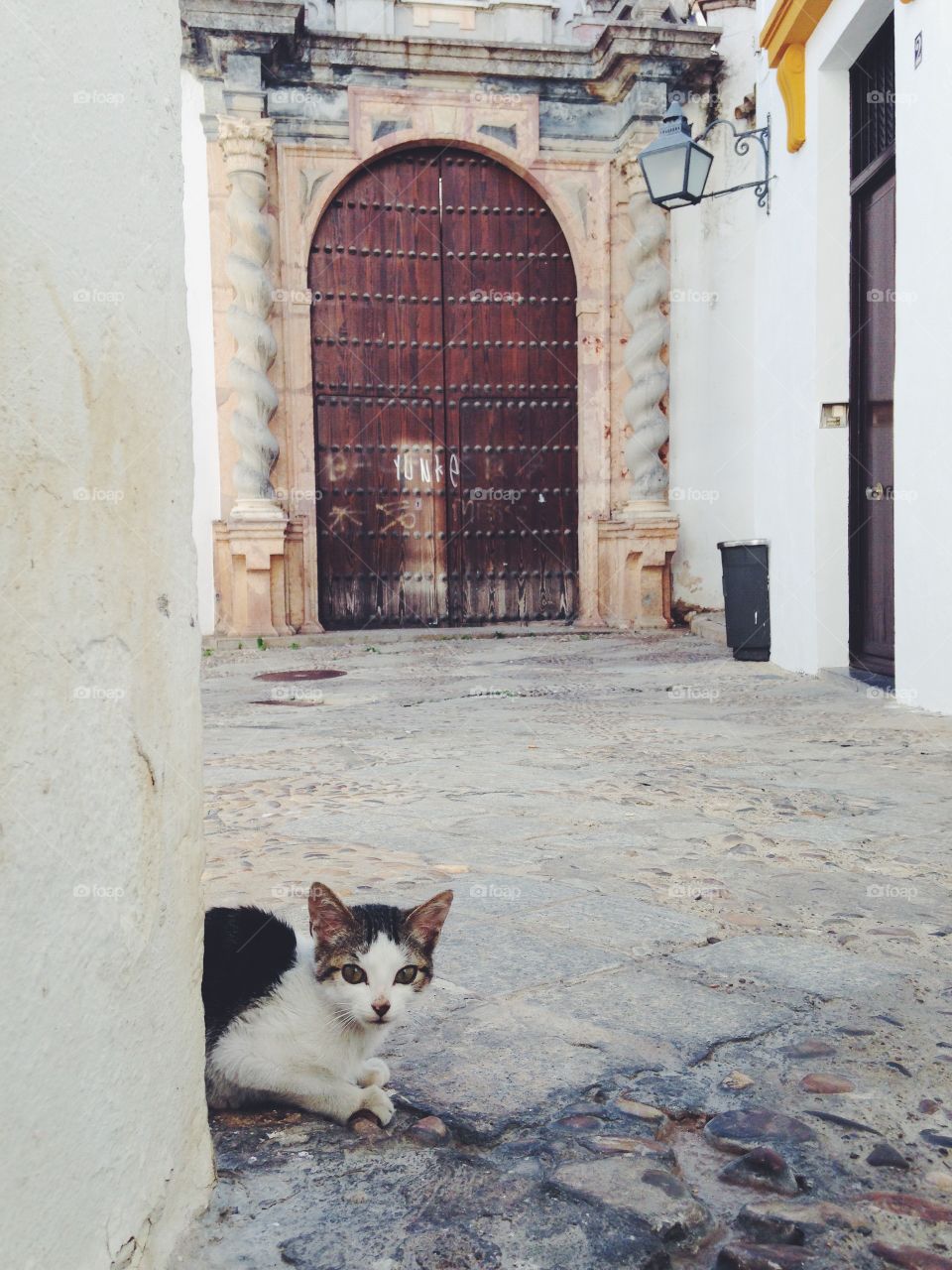 No Person, Architecture, Street, Door, Cat