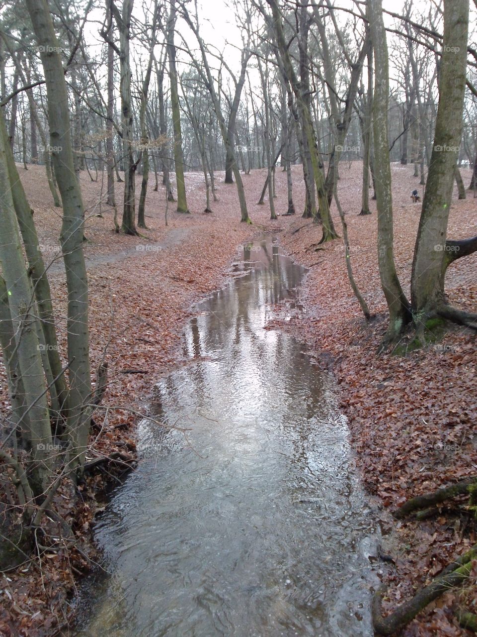 forest stream