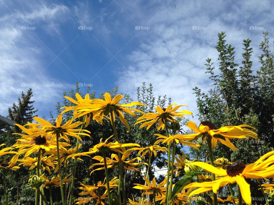 Beautiful blackeye Susan