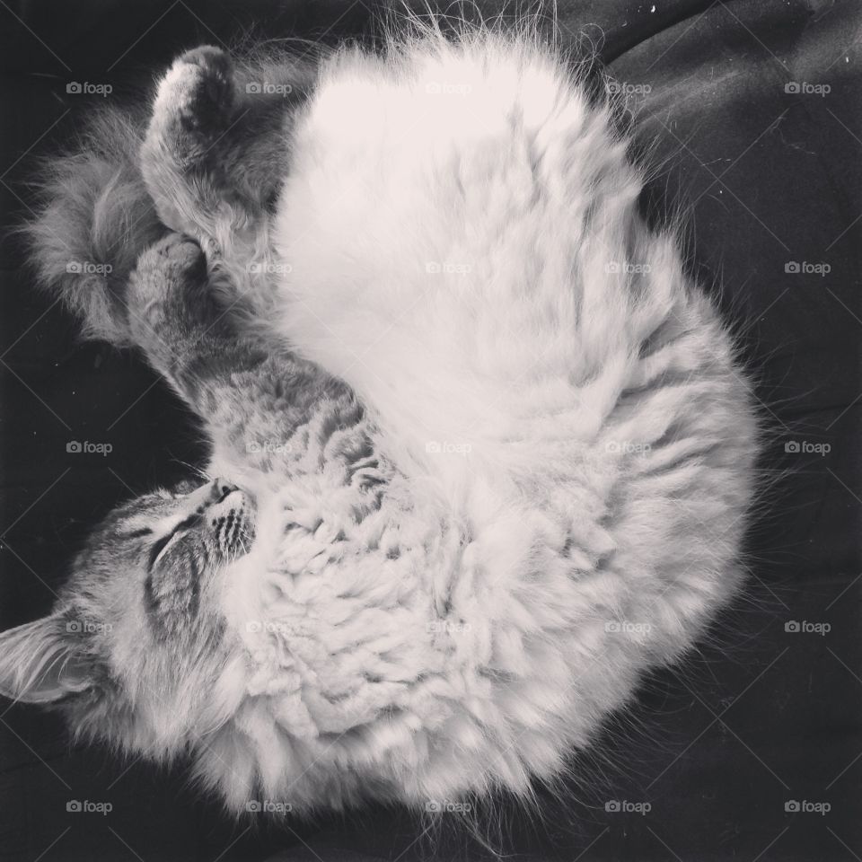 Sleepy Kitty. Sleeping long haired cat in black & white.