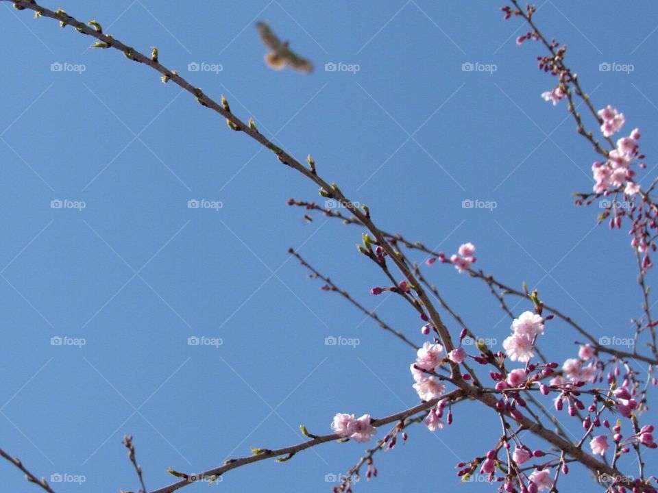 Cherry blossom hawk 