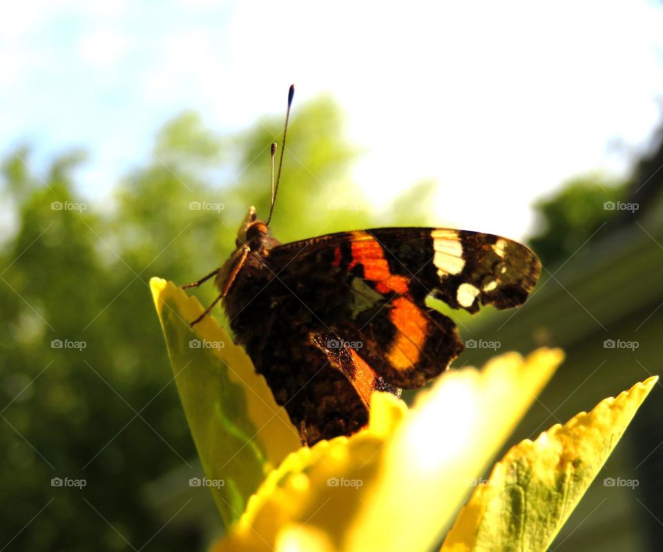 gorgeous butterfly