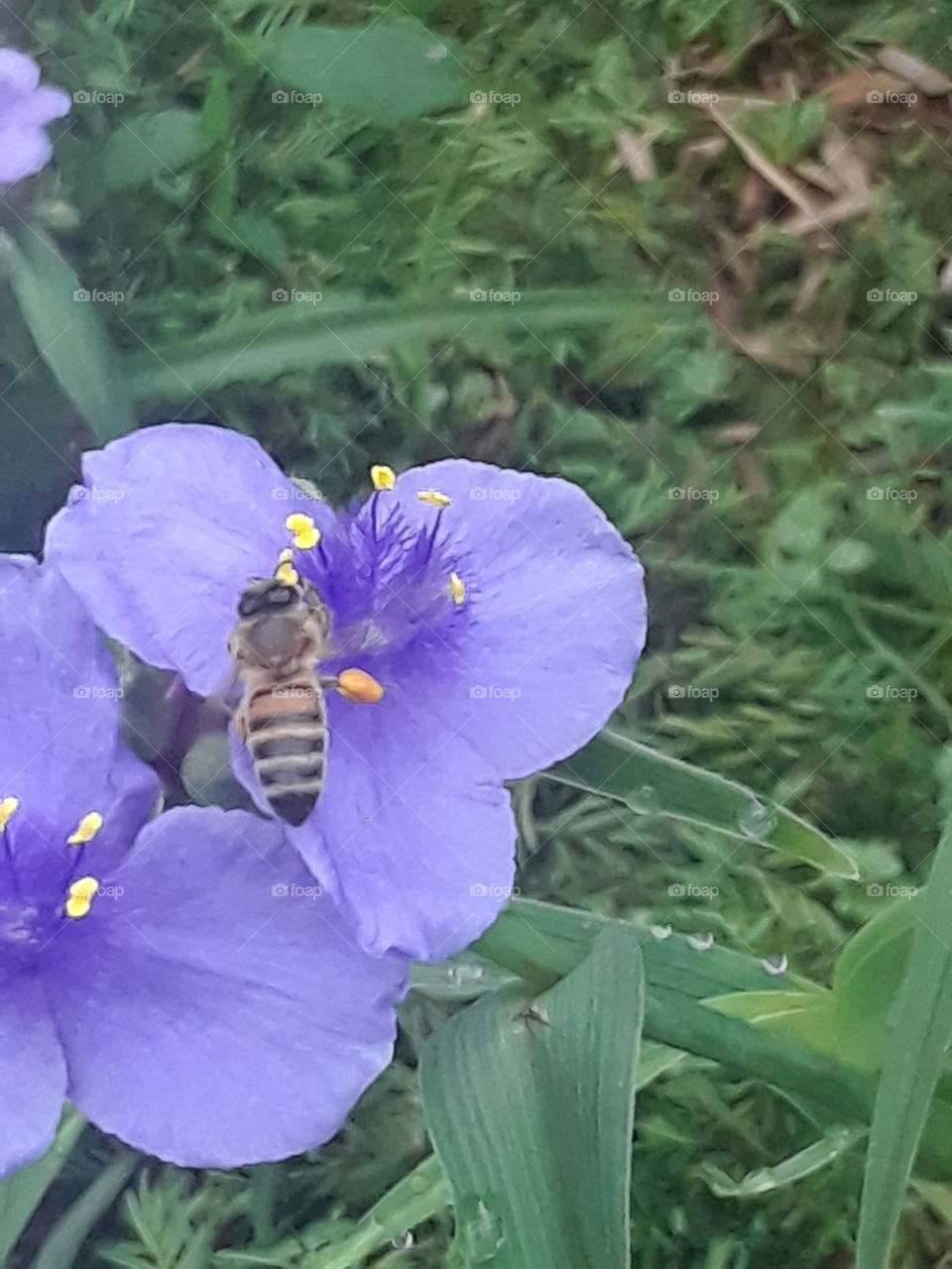 honey bee on a purple spider wort