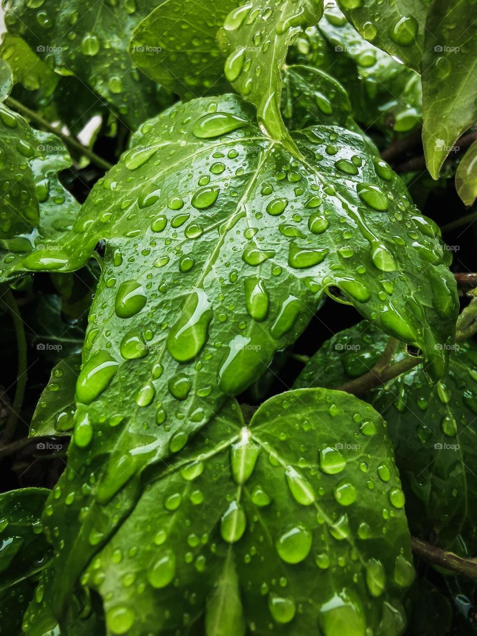 Green leaf full of water droplets