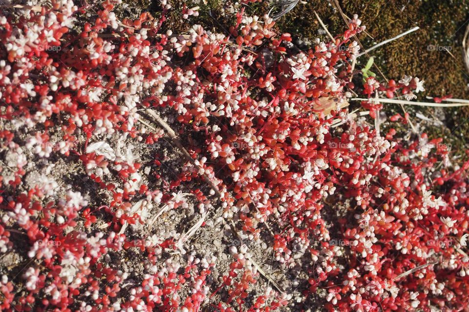 funky red flower texture