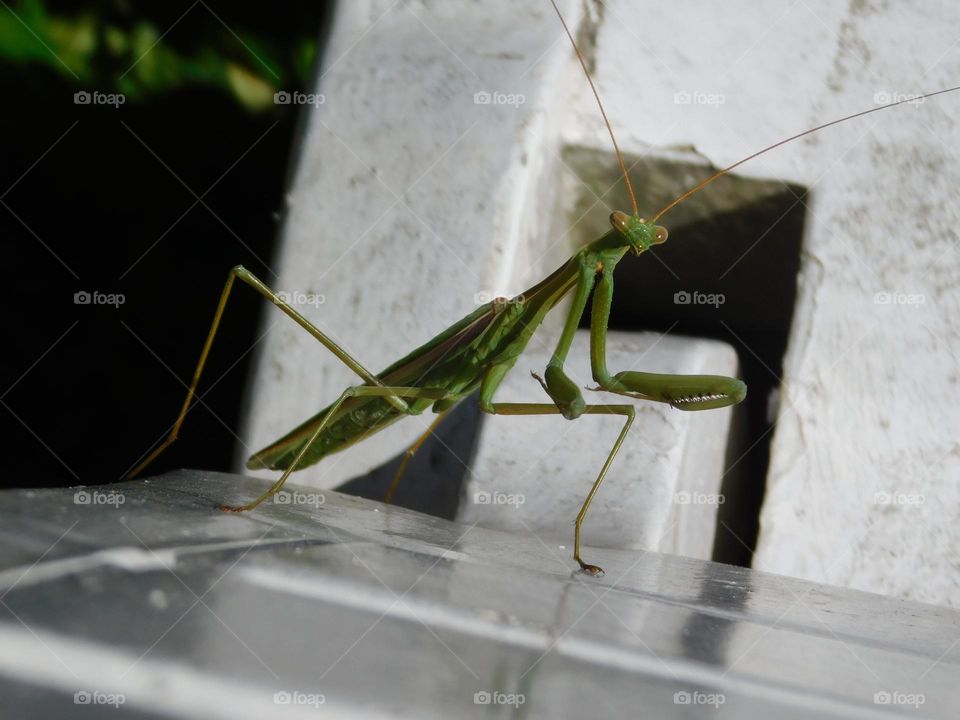 Mantis