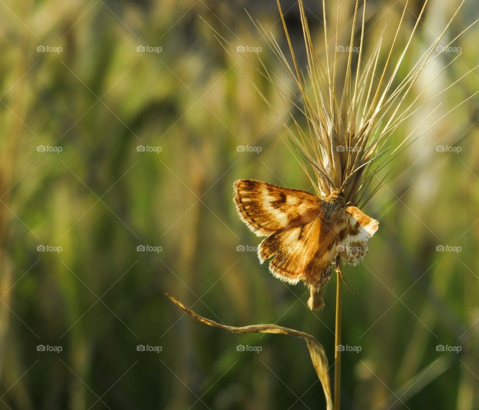 Yellow moth butterfly