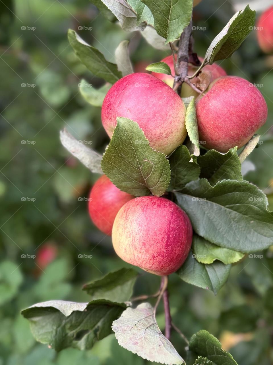 Apples growing on the tree 