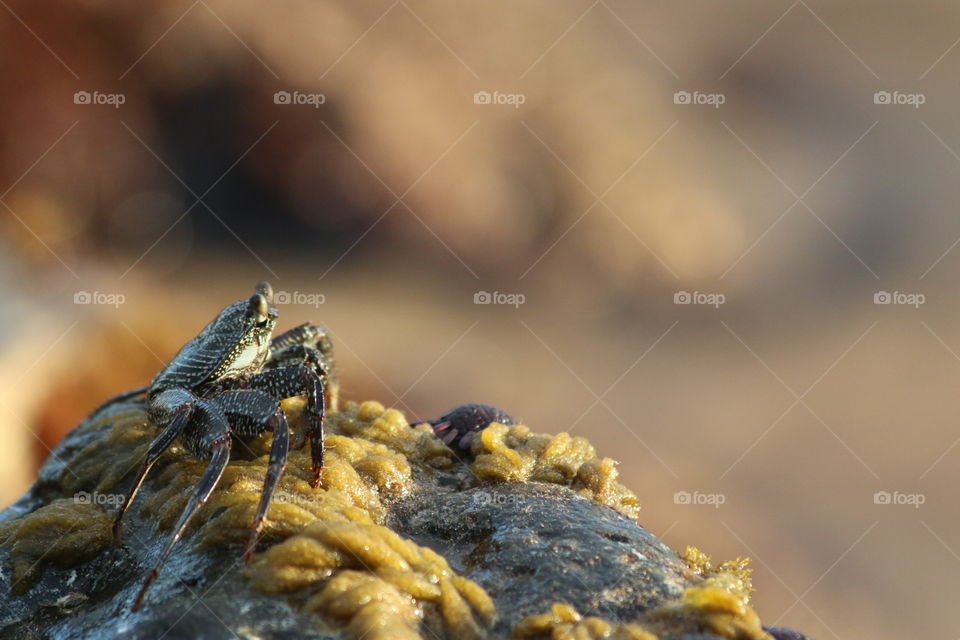 Black Crab