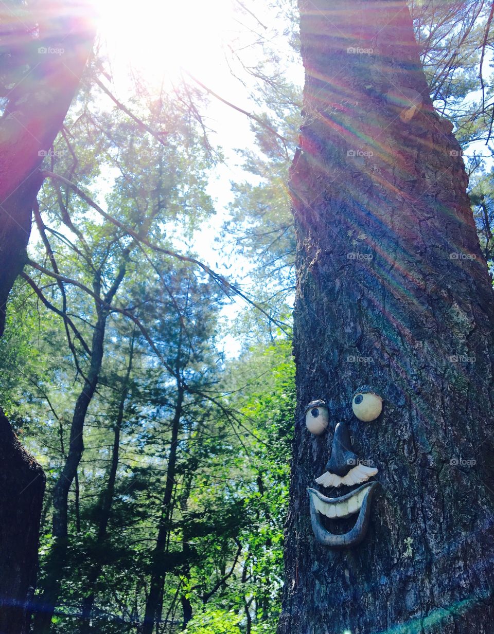 Tree looking at the sun!