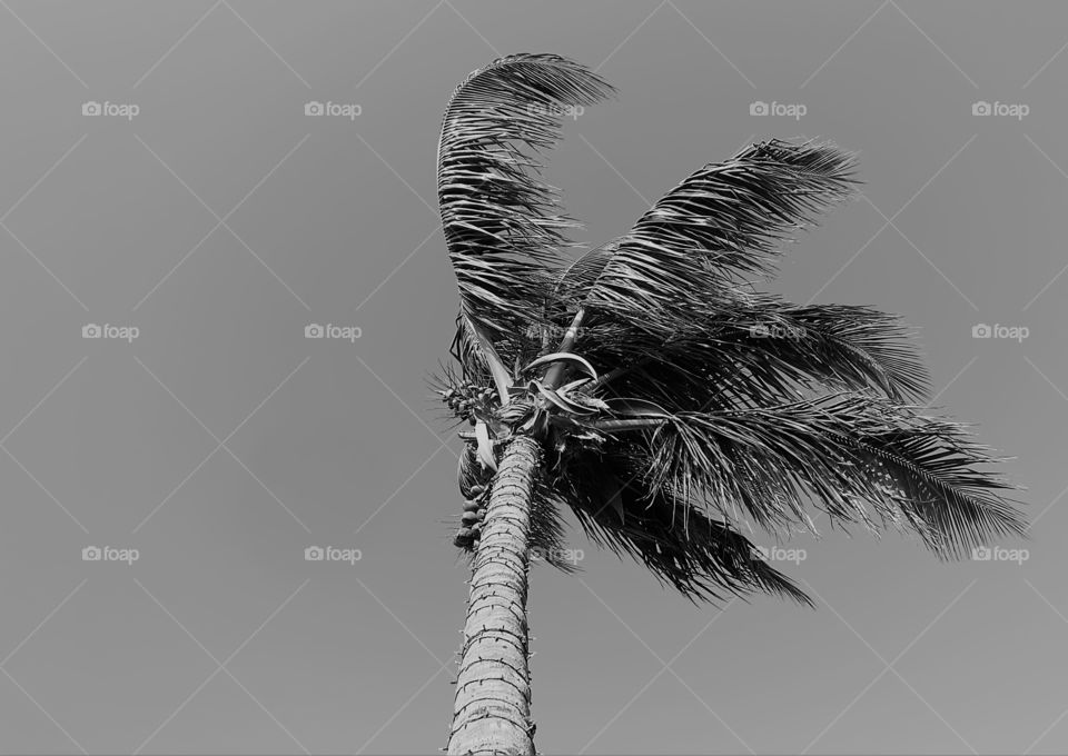 Coconut Palm tree fronds blowing in a strong wind.