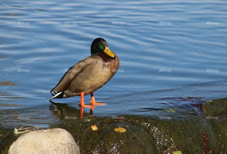 Mallard Duck at Waterfall