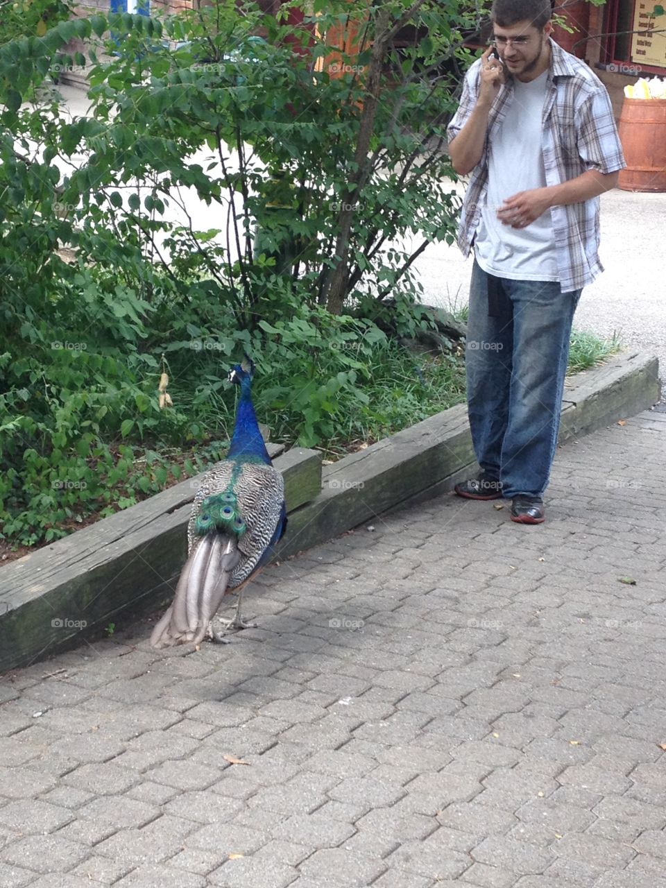Peacock