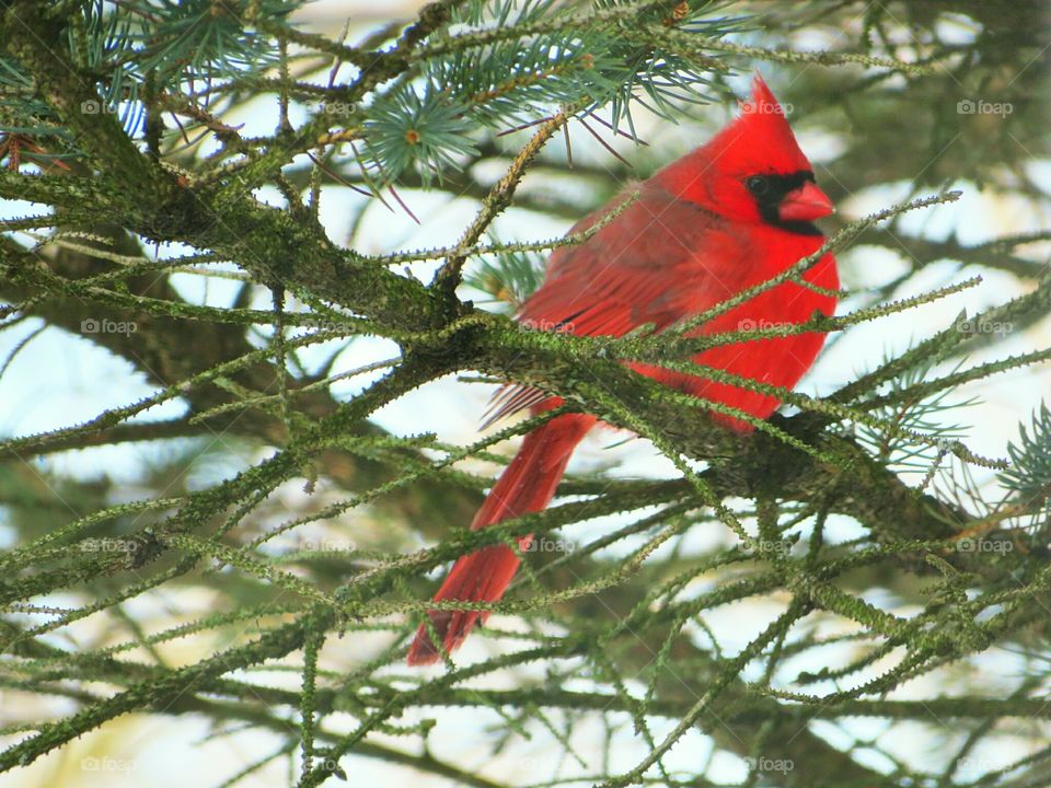 Cardinal bird perching on tree branch