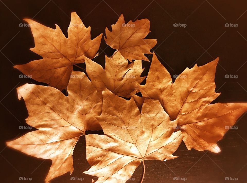 Autumn leafs 