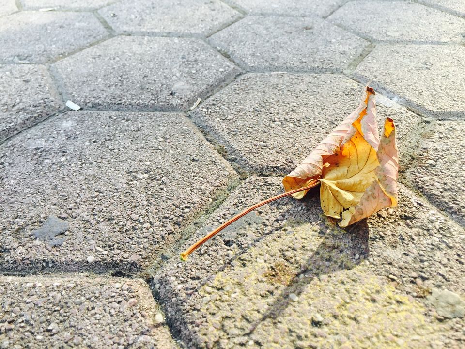 Close-up of autumn leaf