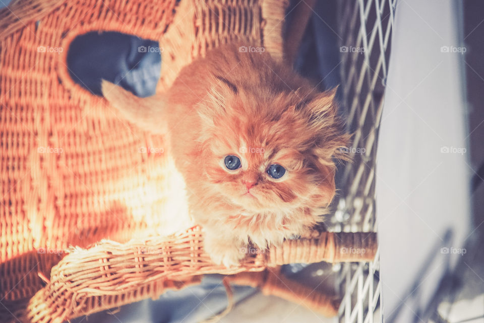 Persian kitten at playtime 