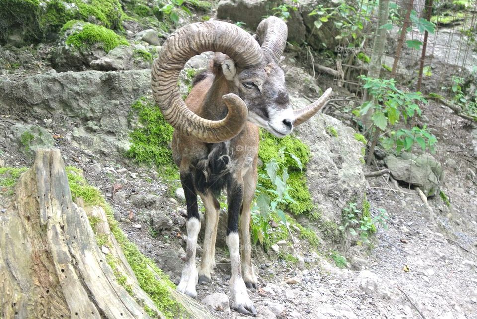 Ram