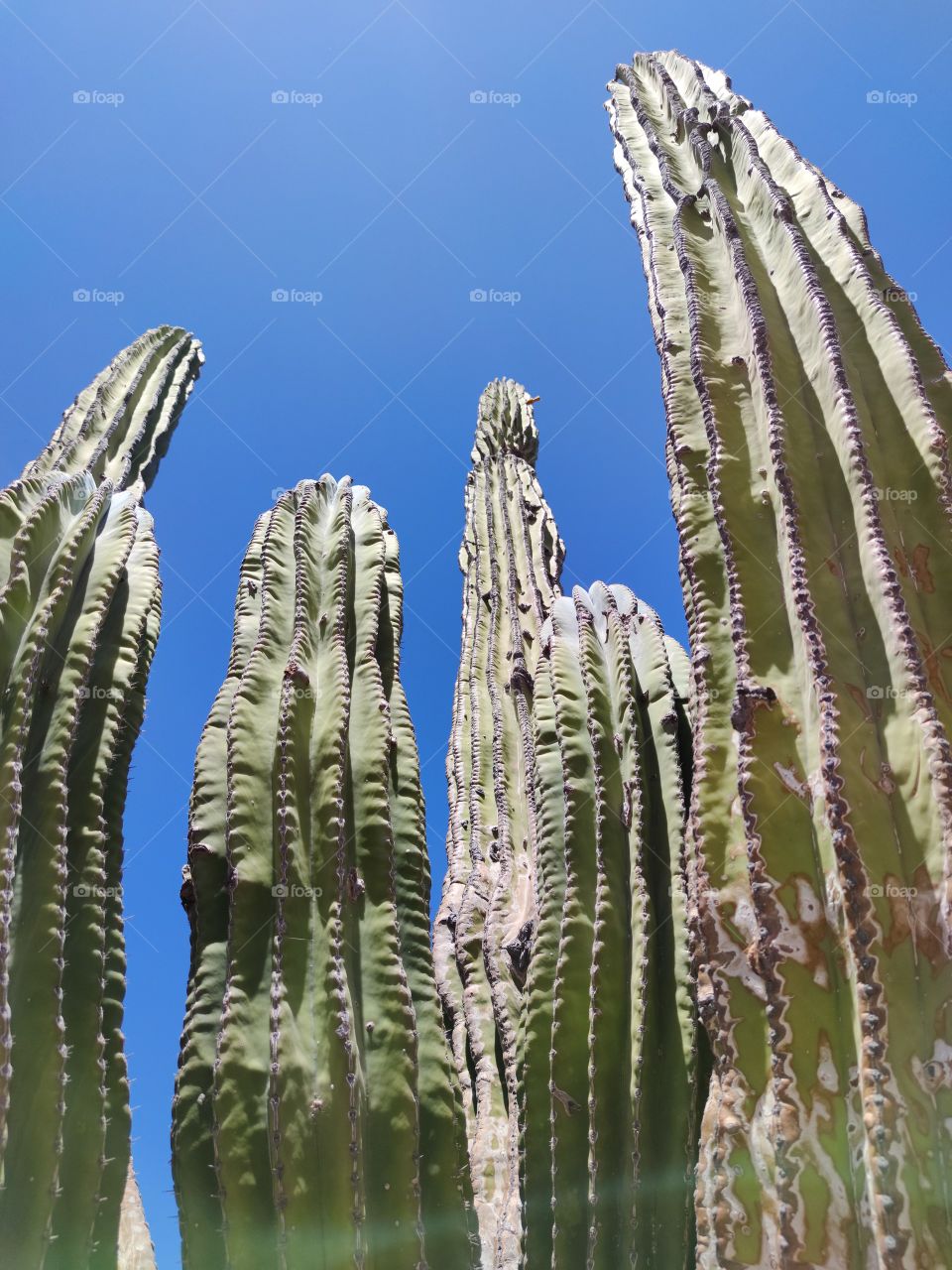 Perspective view of a cactus from the bottom up