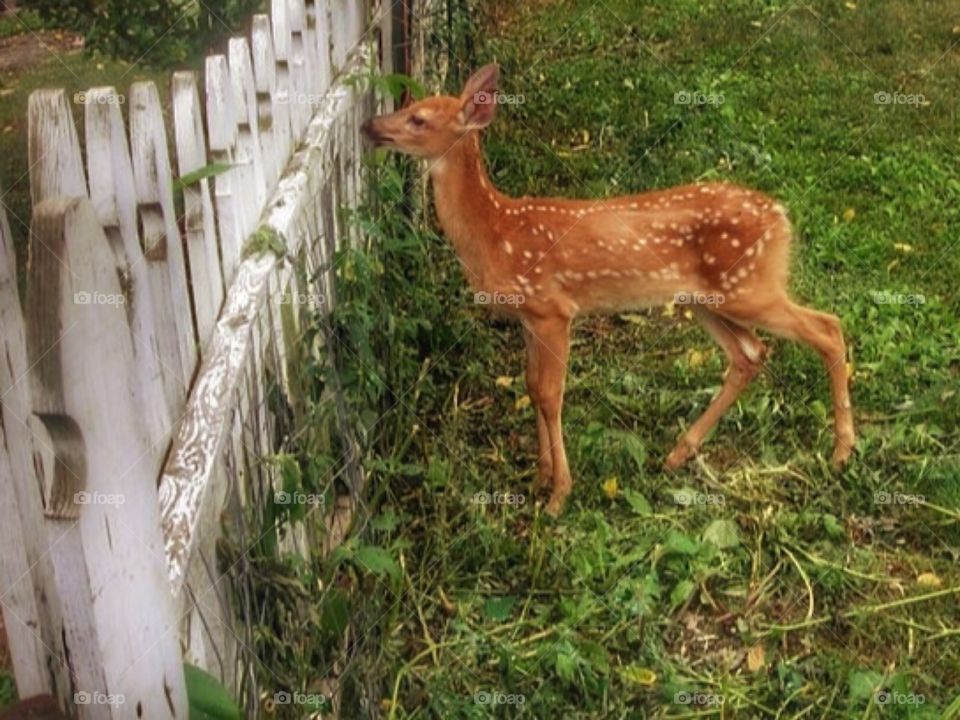 Fawn