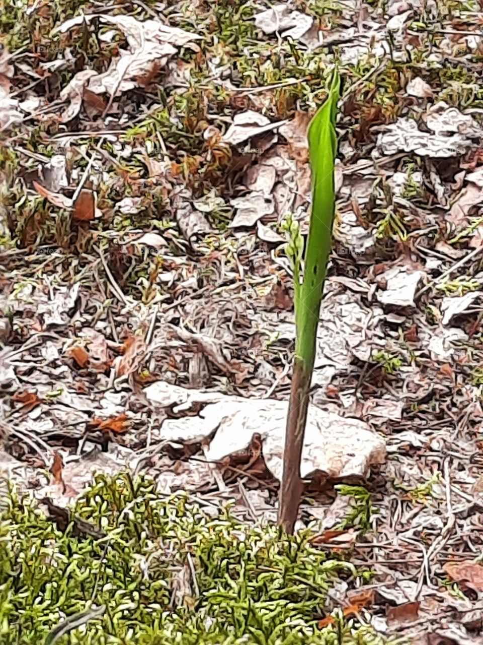 bud of lily of the valley in May