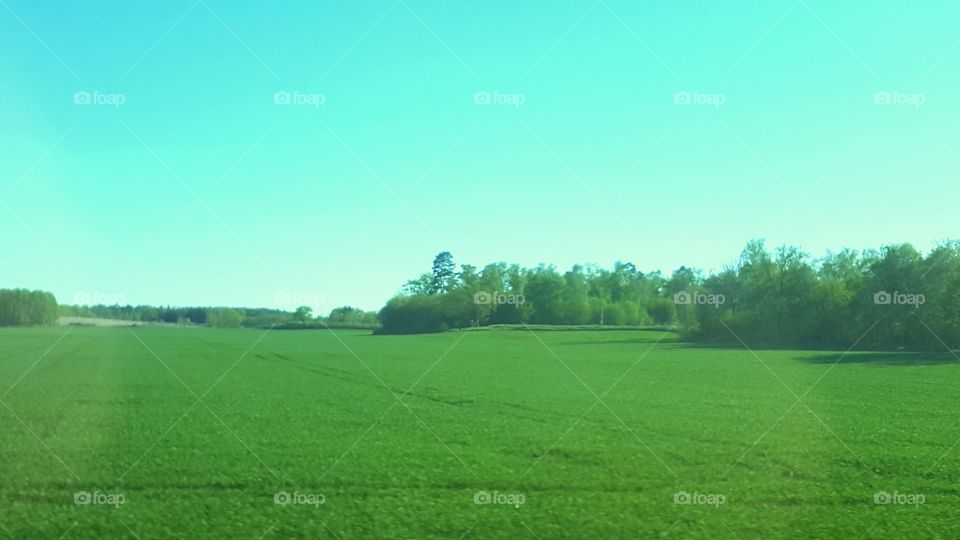 Green Field