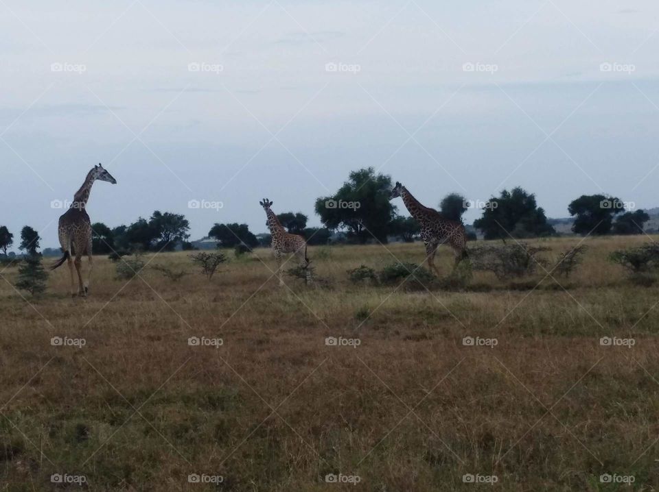 Enjoying Evening Game Rides at Athi River Kenya