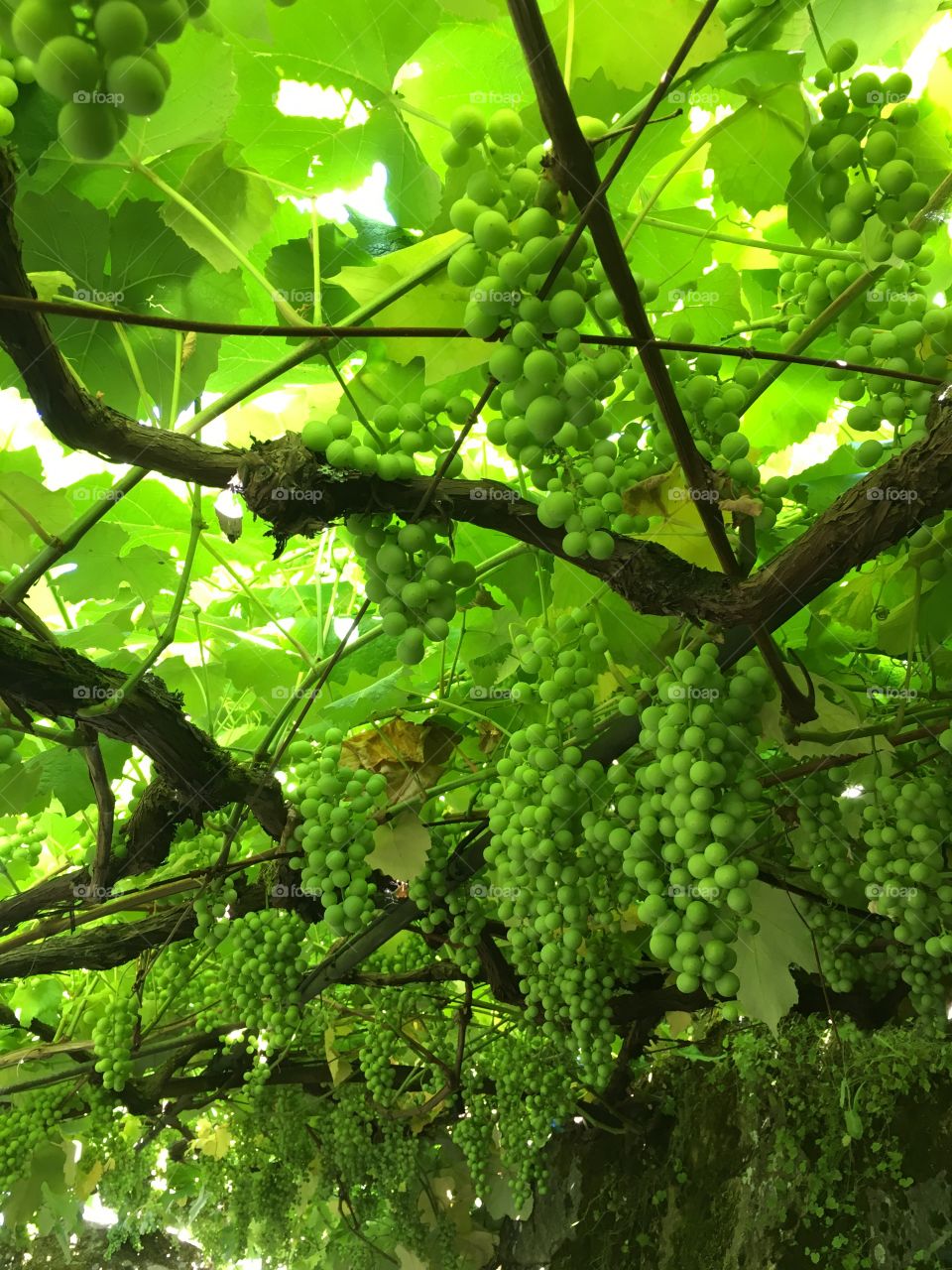 Wine grapes - Spain 