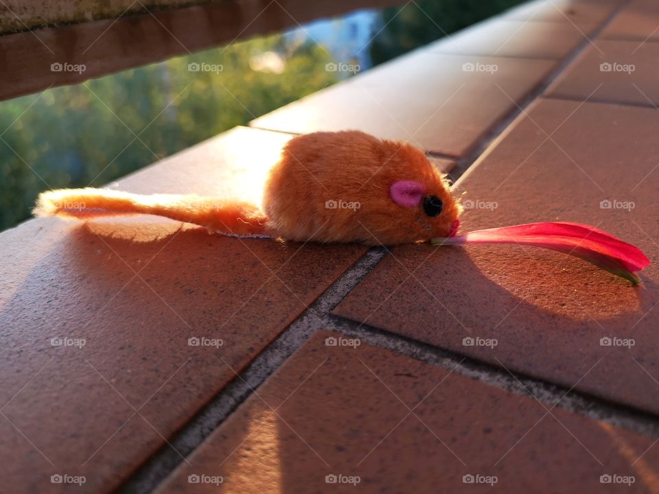 My cat's mouse.