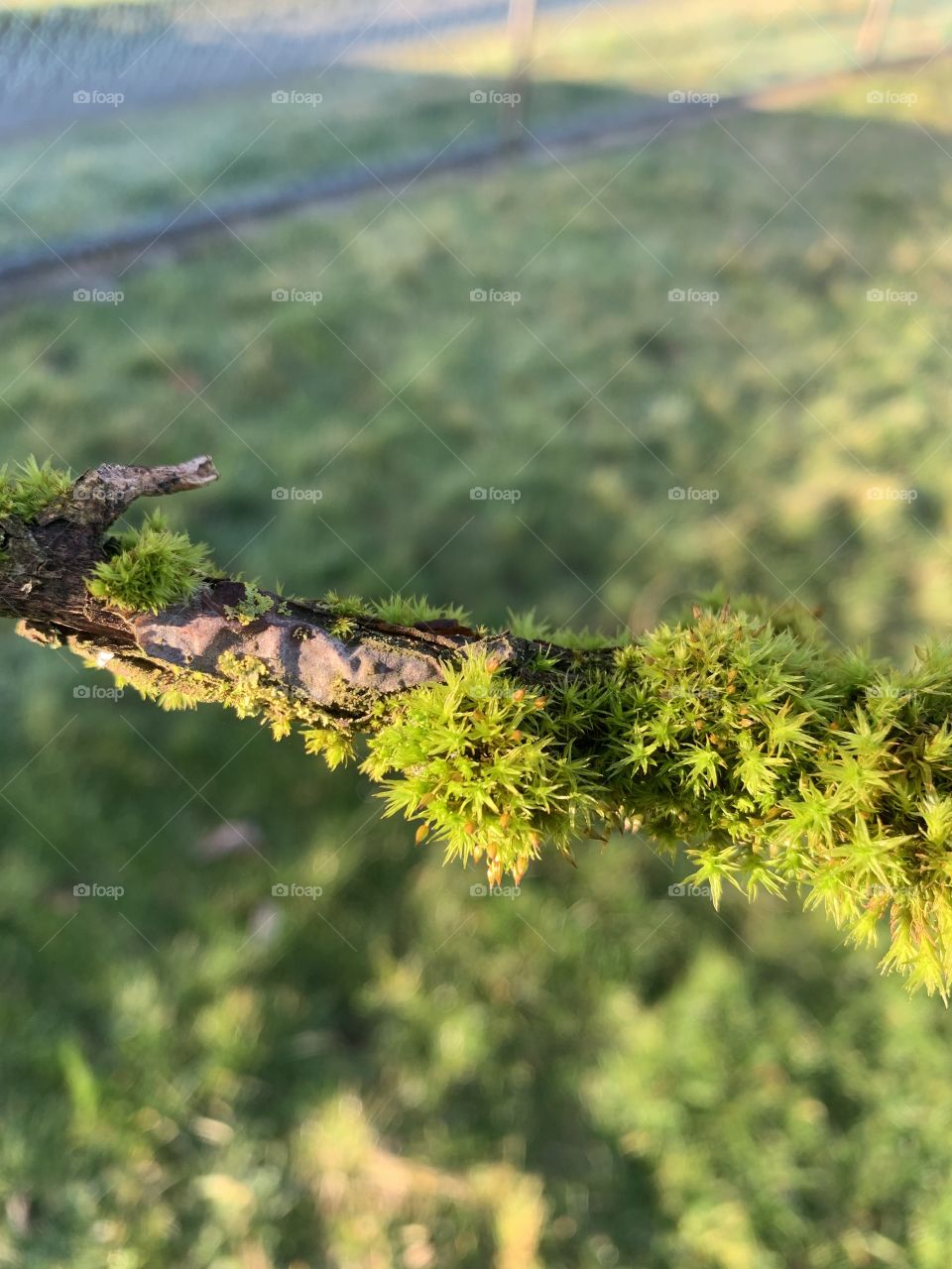 Moss on a stick close up