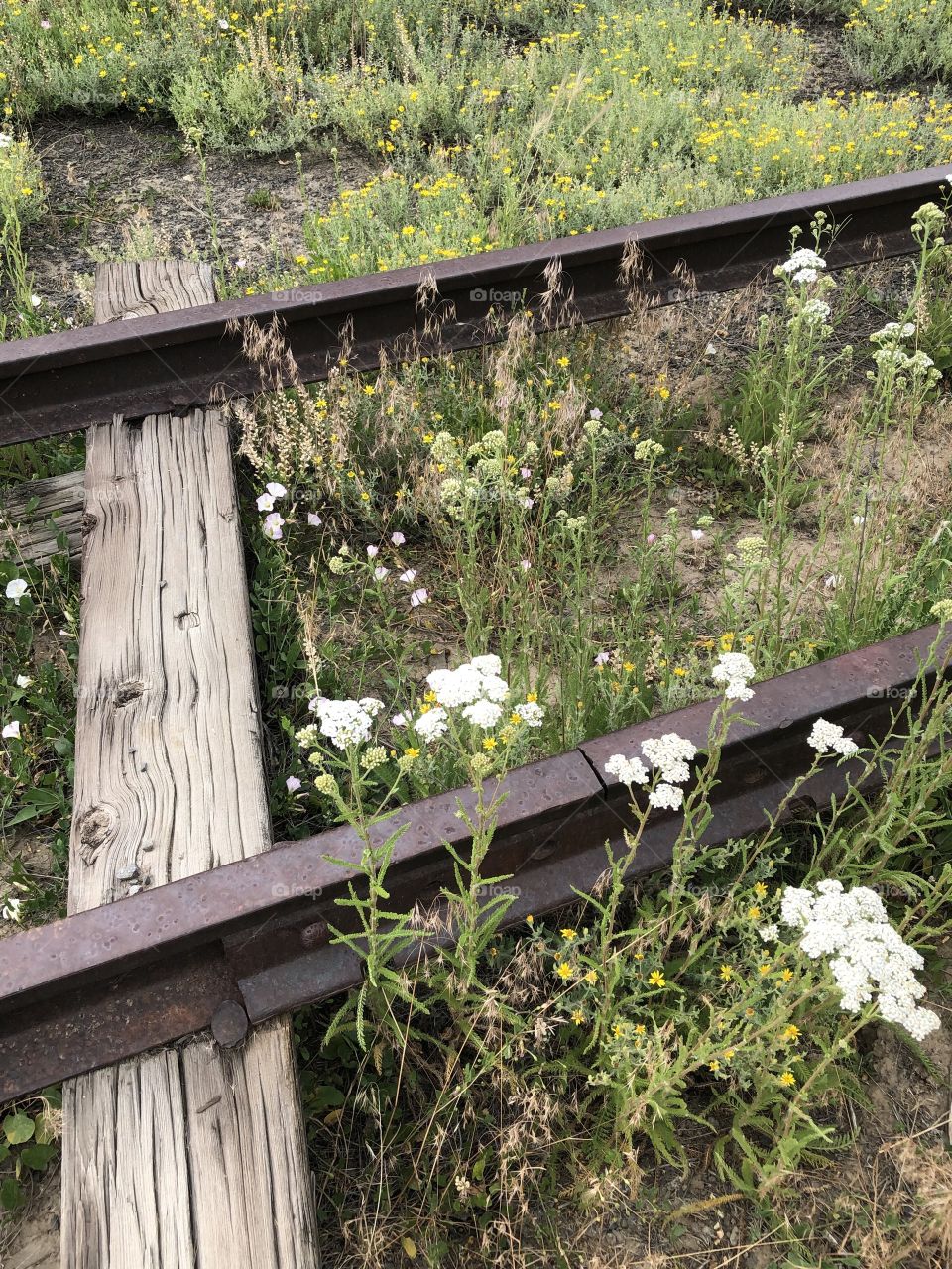 Nature claims old railroad tracks 