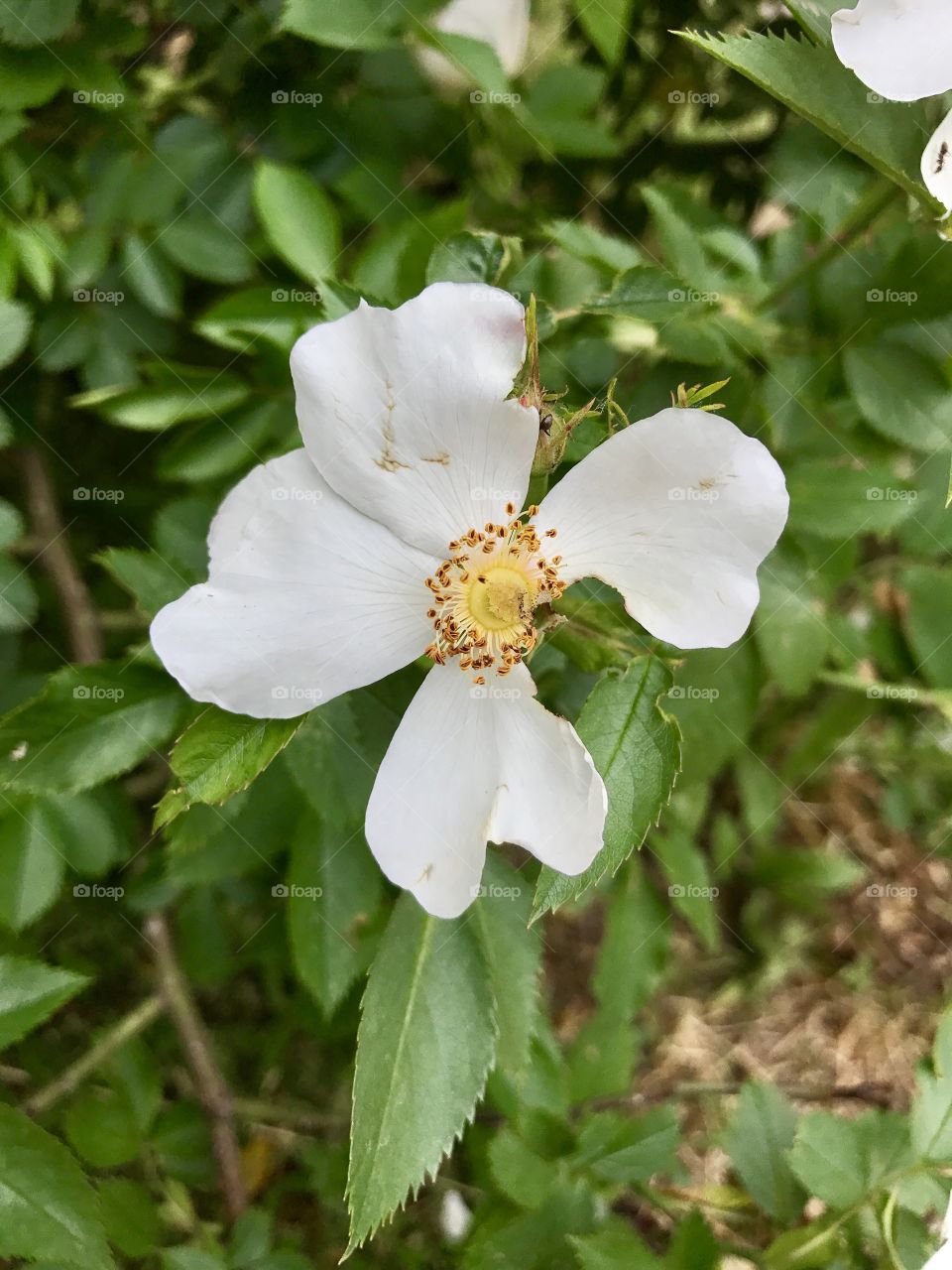 White flower 