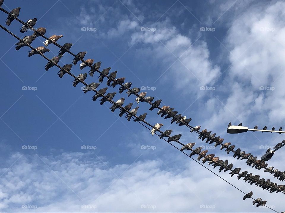 Pigeons on the wire 