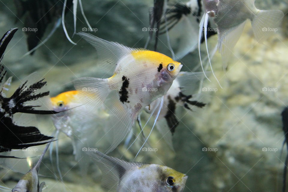 Natural picture of fish