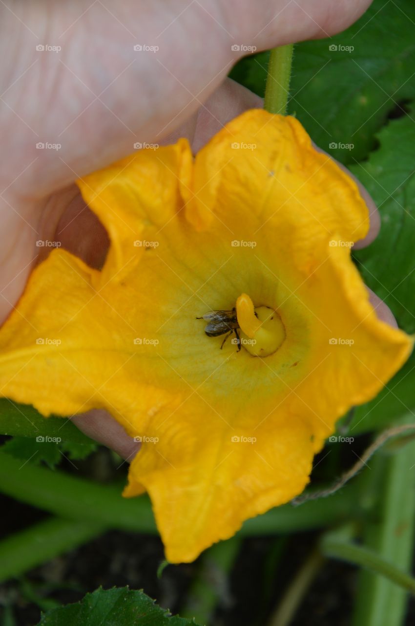 blossom of squash