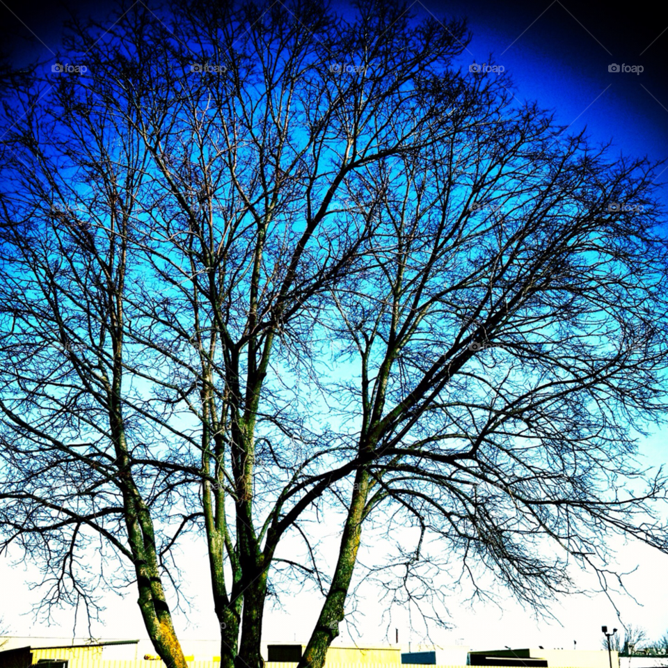 sky blue tree mississauga by michael_aldsworth