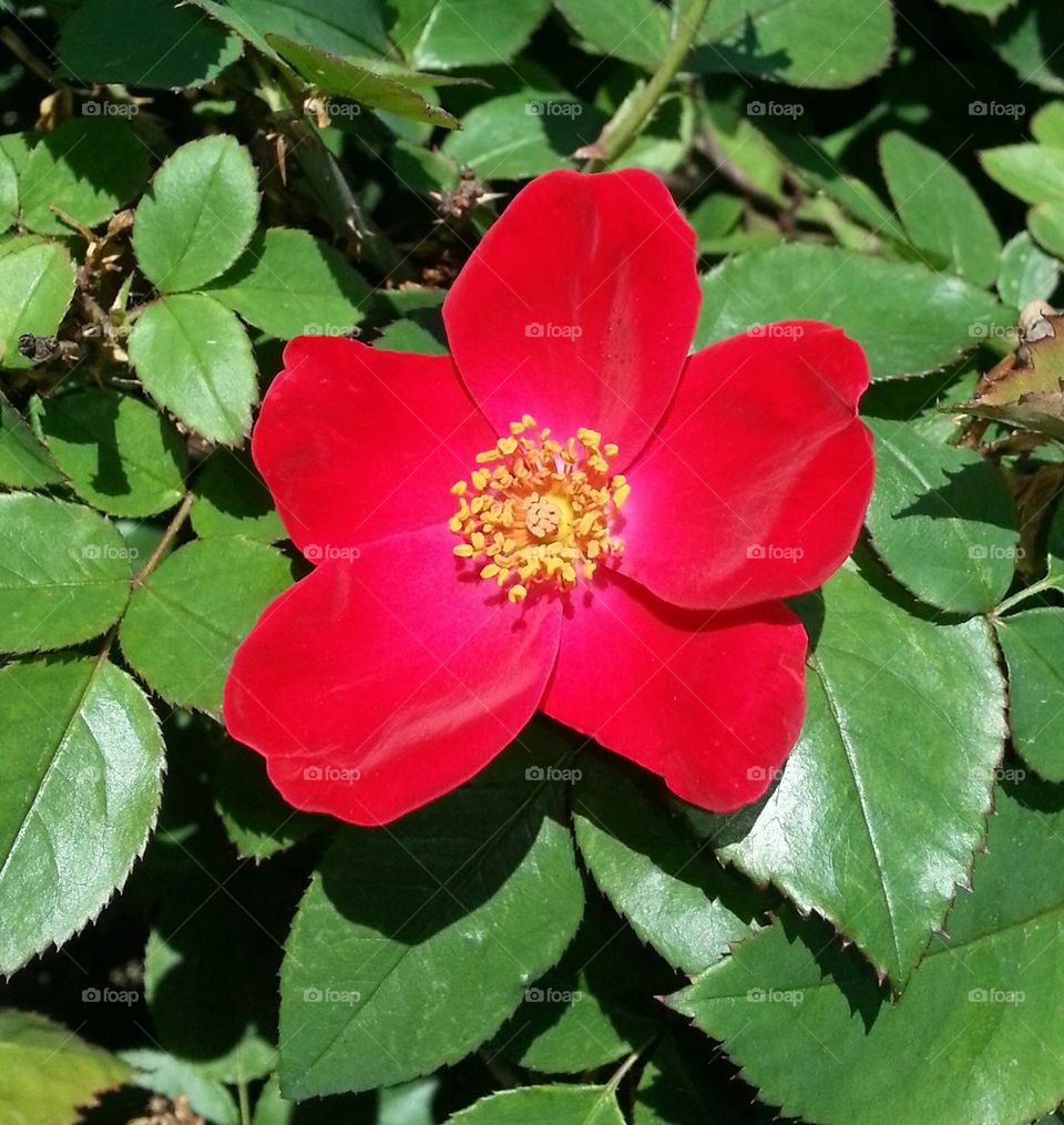 Red Velvet Rose Petals