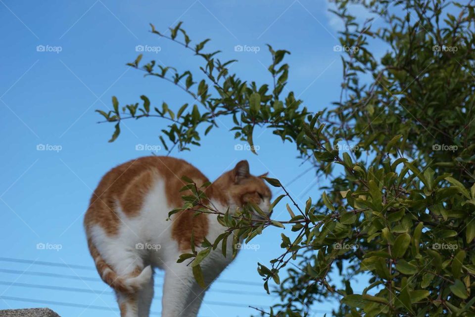 Cat#nature#tree